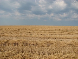 La siccità ha colpito oltre 5 milioni di ettari seminati a grano<br /> nel nord della Cina